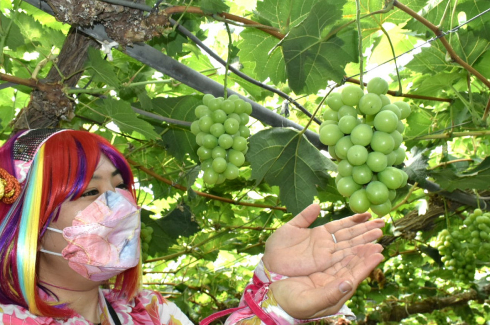 岡山のぶどうが美味しいわけ。産地の直売店もご紹介!